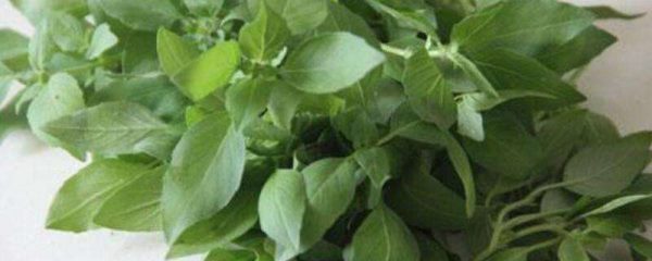 荆芥和荆芥穗的区别