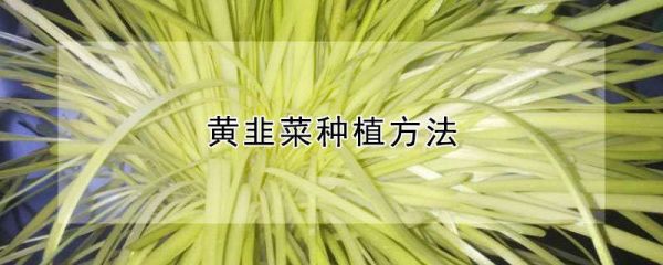 黄韭菜种植方法