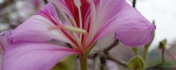 紫荆花能长多高