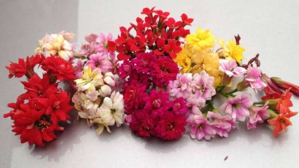 长辈生日送什么花好