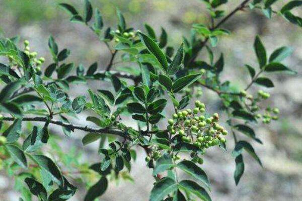 青花椒如何保存不变色