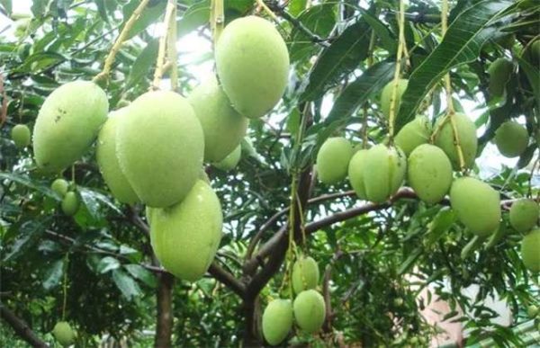 芒果树在北方能种吗？