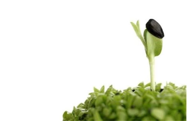 幼苗带帽怎么回事