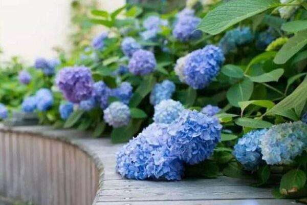 无尽夏和花手鞠的区别