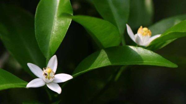 桔子树叶子发黄的原因