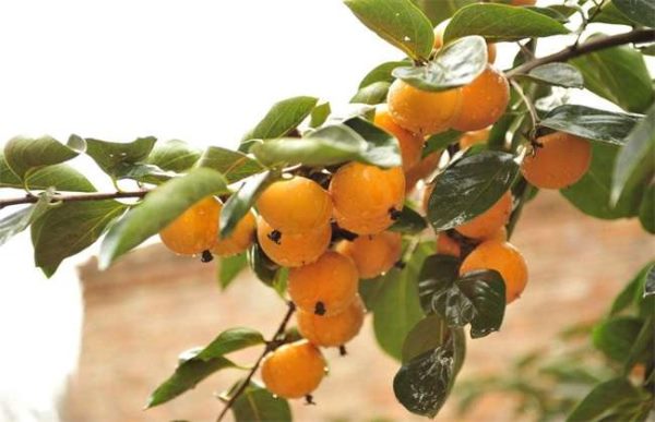 柿子树该怎么育苗