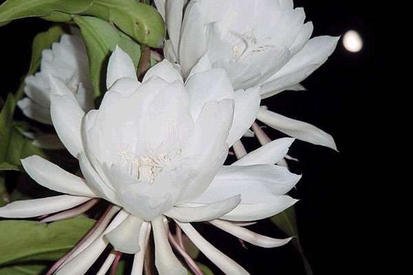 秋天开的花有哪些