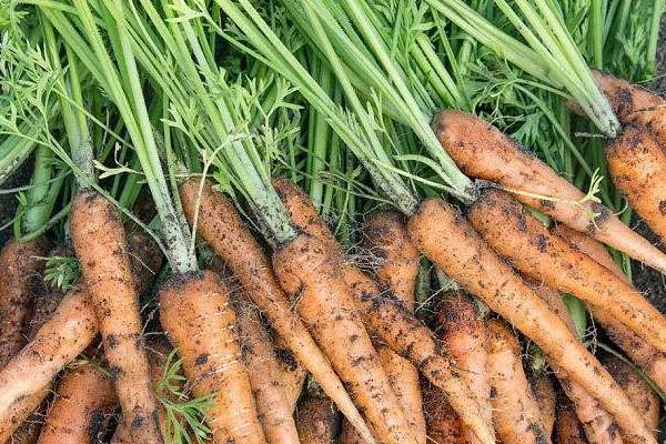 胡萝卜的种植方法和时间