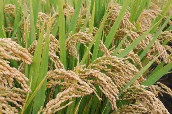 水稻倒伏缺什么的肥