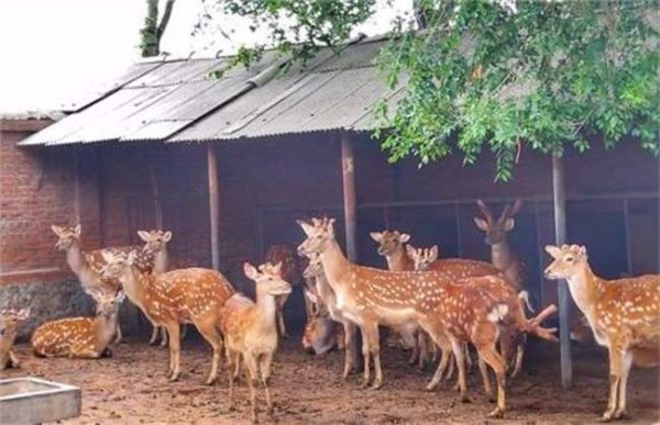 怎样养鹿才能赚钱