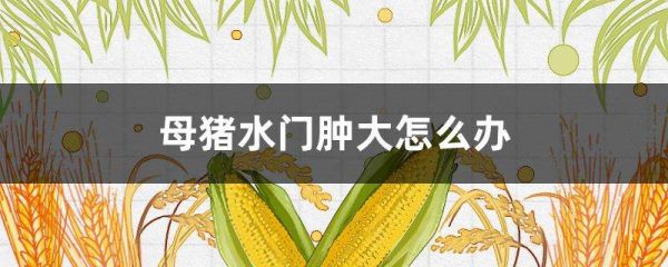 母猪水门肿大怎么办？