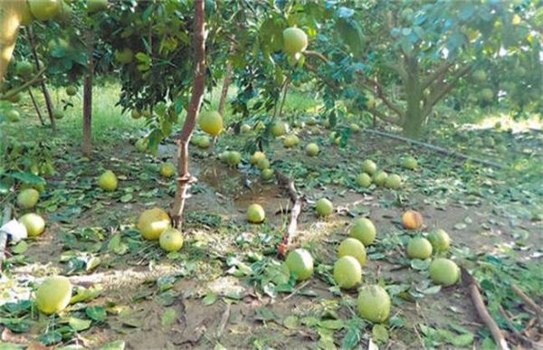 台风来袭果园该怎么多久？