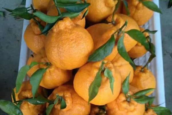 丑八怪水果又叫什么？