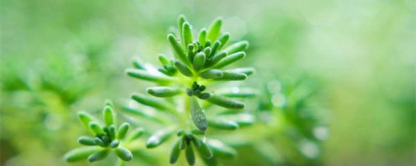 皂刺的别名叫什么？