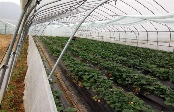 草莓如何防冻越冬