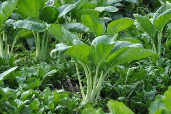 怎样栽青菜
