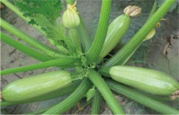 西葫芦徒长该怎么办？