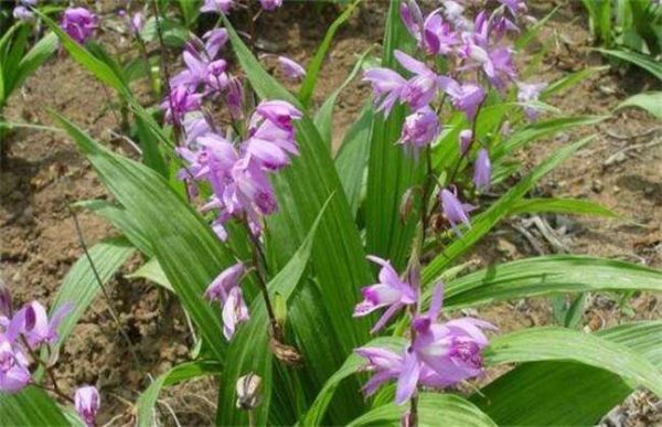 种10亩白芨的补贴