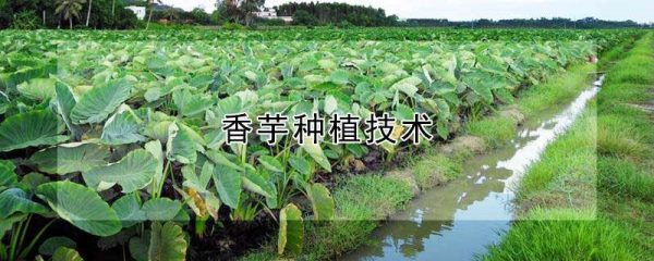 香芋种植技术