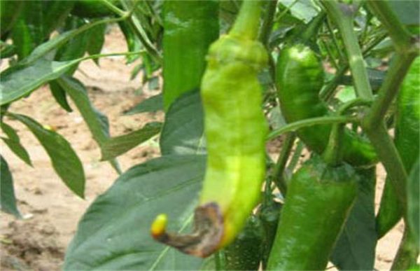 辣椒烂果怎么办？