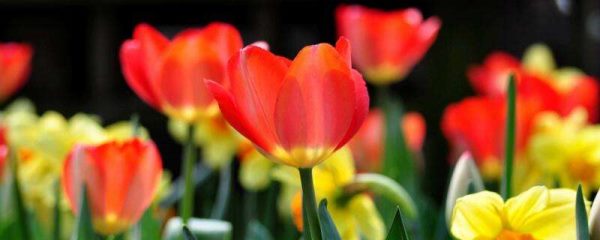 和女生第一次见面送什么花