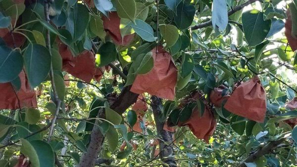 怎样给桃子套袋