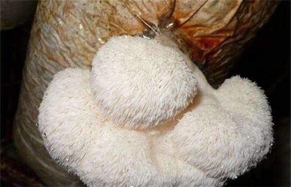 猴头菇的采收与贮藏多久？