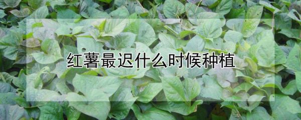 红薯最迟什么时候种植