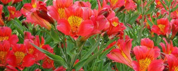 六出花怎么修剪