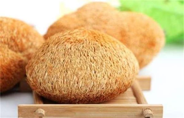 猴头菇的采收与贮藏多久？