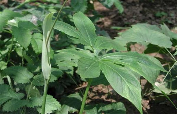 半夏种植难度有哪些？