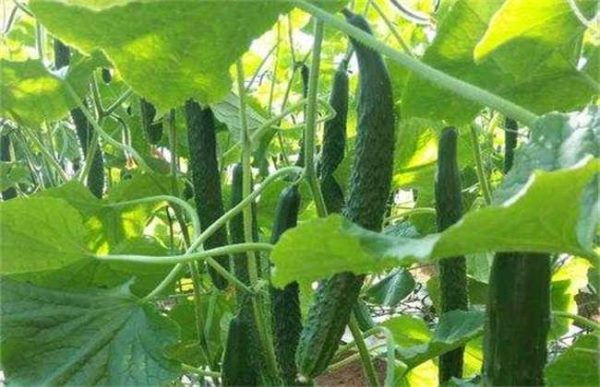 黄瓜冻害怎么办？