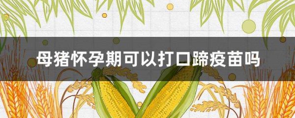 母猪怀孕期可以打口蹄疫苗吗？