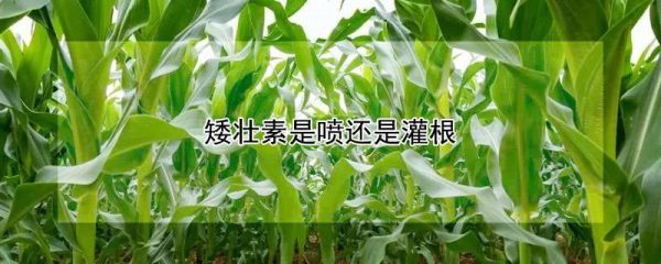 矮壮素是喷还是灌根