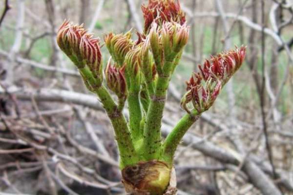 刺老芽是什么树