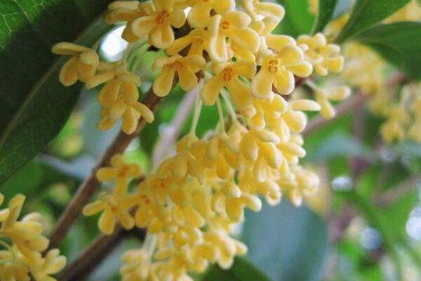 桂花掉叶子是怎么回事