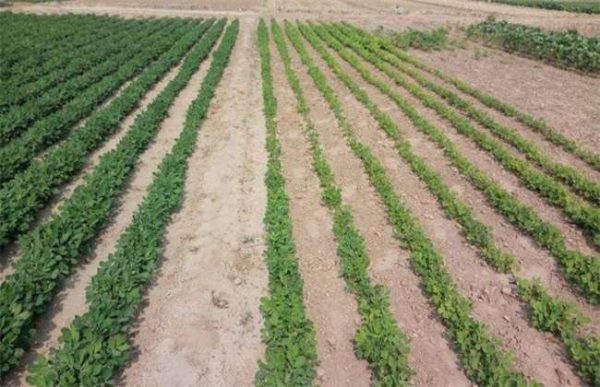 土壤板结有什么危害