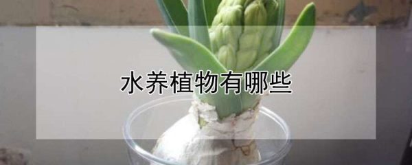 水养植物有哪些
