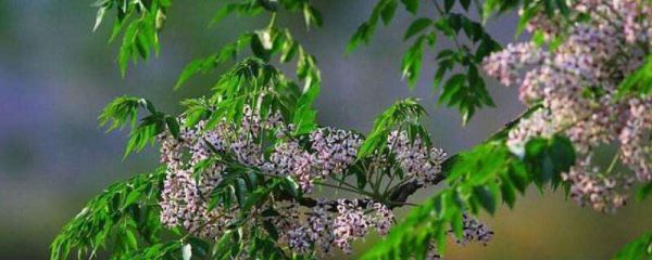 苦楝树花有毒吗