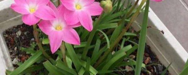 风雨兰开花有毒吗