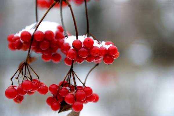 相思豆有毒吗？