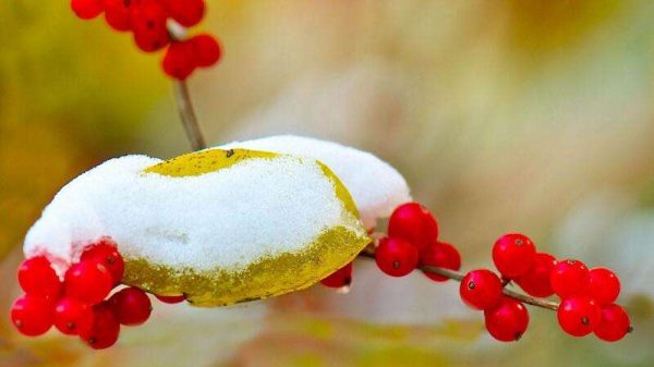 相思豆有毒吗？