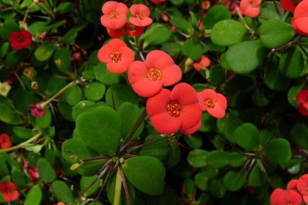 虎刺梅叶子卷曲的原因