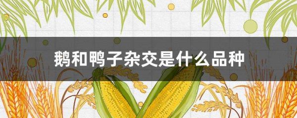 鹅和鸭子杂交是什么品种
