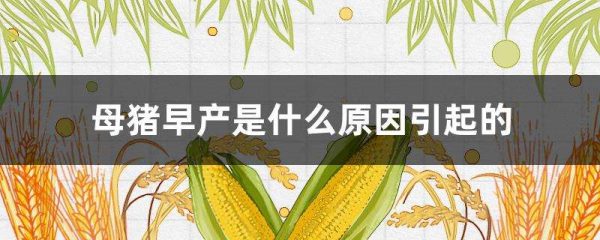 母猪早产是什么原因引起的