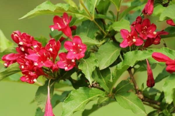 五彩锦带和红王子锦带区别