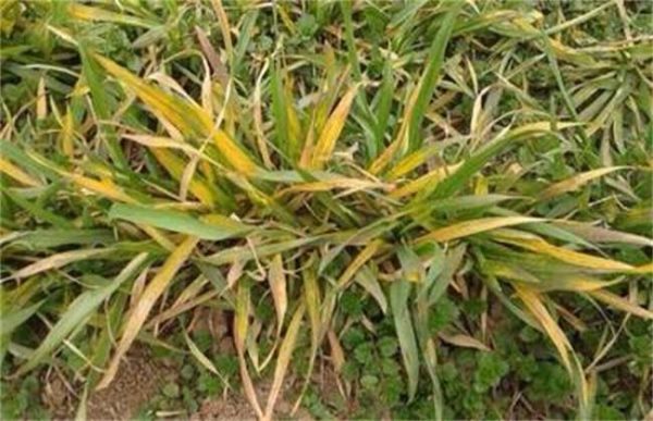 小麦发黄干尖怎么办？