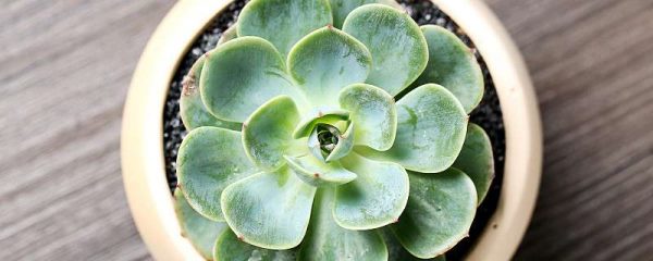 夏天玉蝶叶子发黄