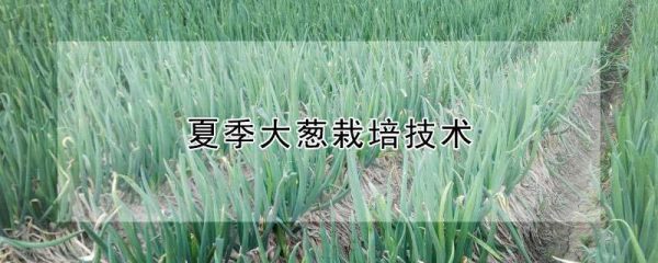 夏季大葱栽培技术