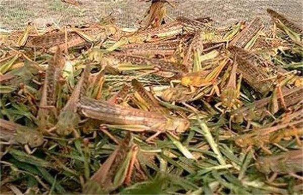 如何预防蝗灾的发生